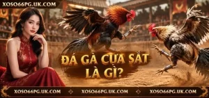 Đá Gà Cựa Sắt XOSO66